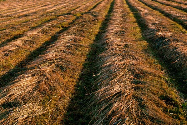 Tagore, duchowość, ścieżki duchowe, współcześni mistycy i mędrcy, dzieło sztuki, fotomontaż, synteza, wyobraźnia